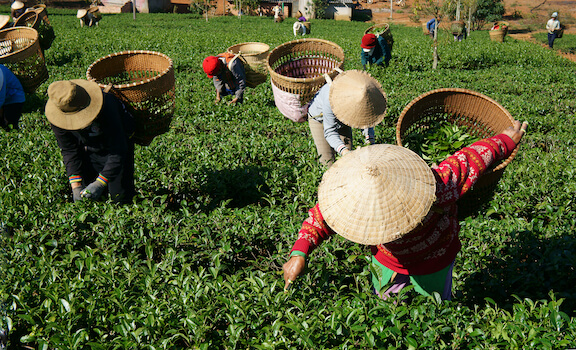 Thai Nguyen the plantation agriculture vietnam monplanvoyage