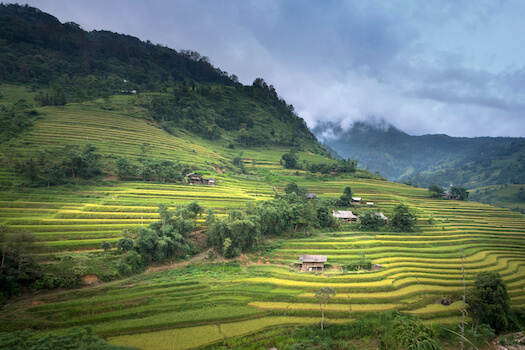 hoang su phi riziere terrasse nature hmong ethnie vietnam monplanvoyage