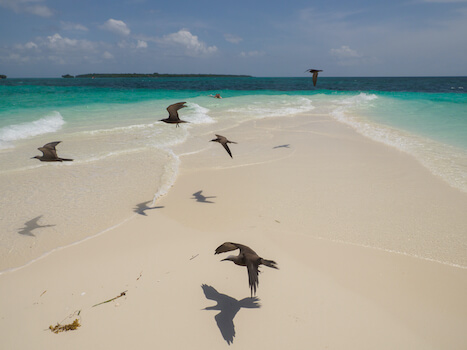 menai baie croisiere banc sable ocean indien oiseau ile zanzibar tanzanie monplanvoyage