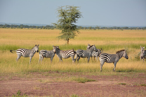 Tanzani zebres MONPLANVOYAGE